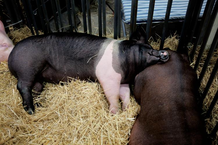 Pigs at Kentucky State Fair