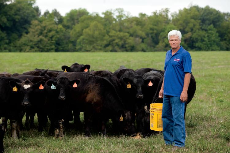 Kentucky Beef Industry