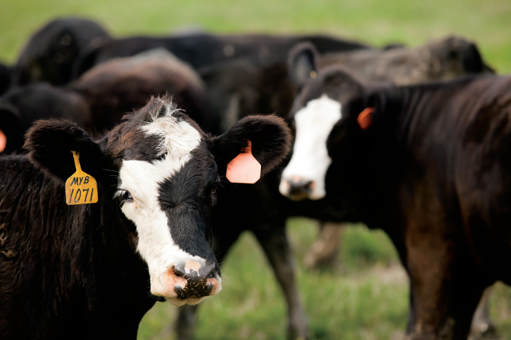 Kentucky's Beef Industry and the CPH 45 Program