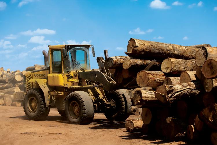 Kentucky Lumber and Timber Industry