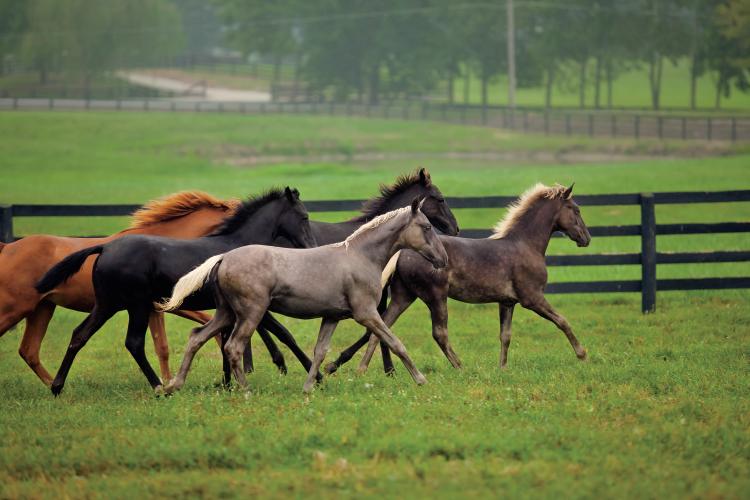 Kentucky Equine Industry