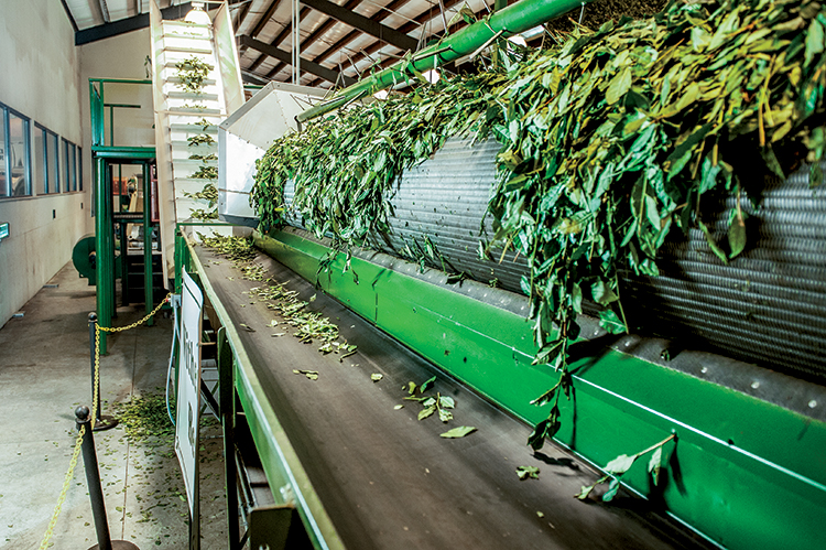 Bigelow tea plantation in Charleston, SC
