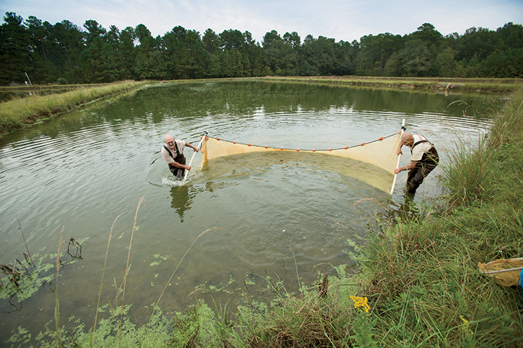 South Carolina Aquaculture, Southland Fisheries