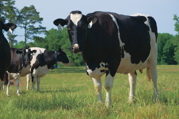 Hildebrand Dairy Makes Its Mark in Kansas Farm Flavor