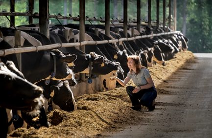 Holly Ballantine, dairy cattle nutritionist, helps make sure cows are healthy and happy at Hillcrest Dairy Farm.