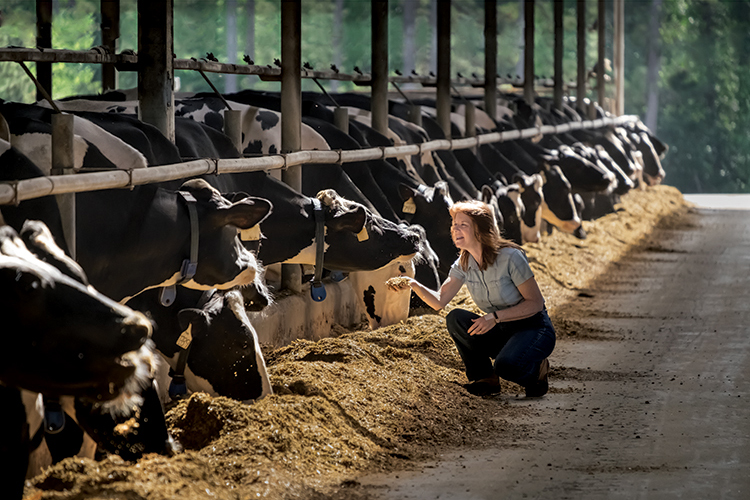 Holly Ballantine, dairy cattle nutritionist, helps make sure cows are healthy and happy at Hillcrest Dairy Farm.