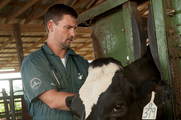Dr. Steve Everett performs a checkup on a dairy cow 