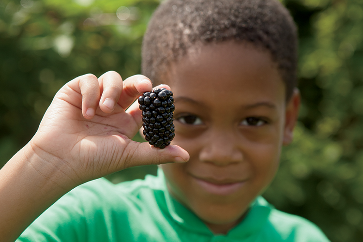 A child picks blackberries in McDonough, Georgia, Henry County.