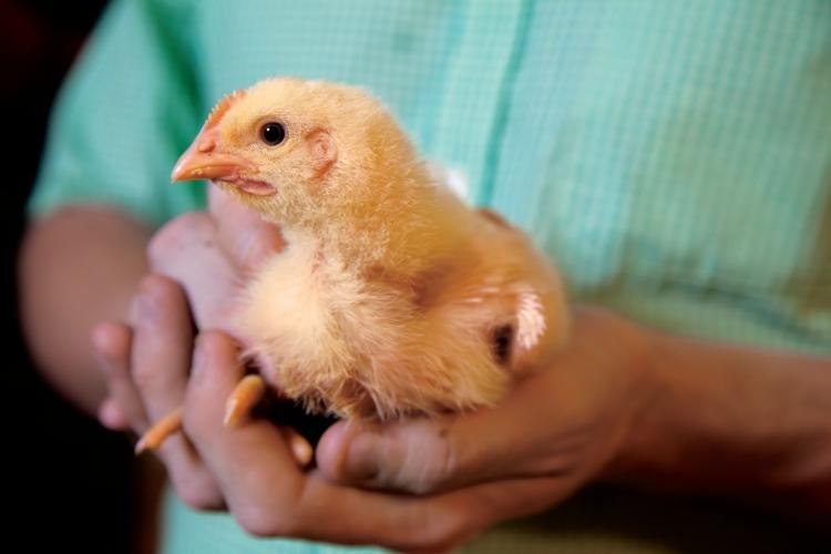 Georgia Poultry Farm