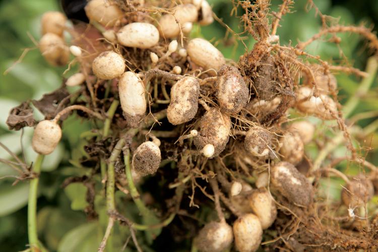 Peanut Power: How to Grow Peanuts - Farm Flavor