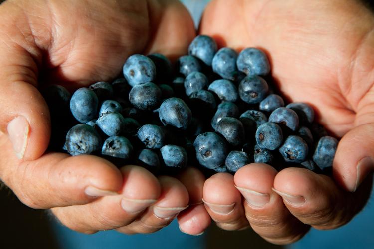 Georgia Blueberries