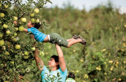 Families Pick Apples at Mercier Orchards in Blue Ridge, Georgia