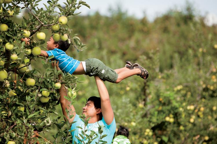 Families Pick Apples at Mercier Orchards in Blue Ridge, Georgia