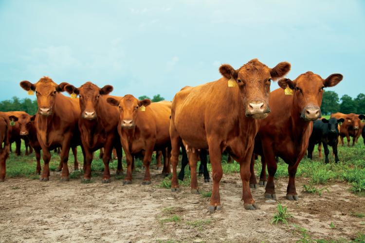 Georgia Cattle 