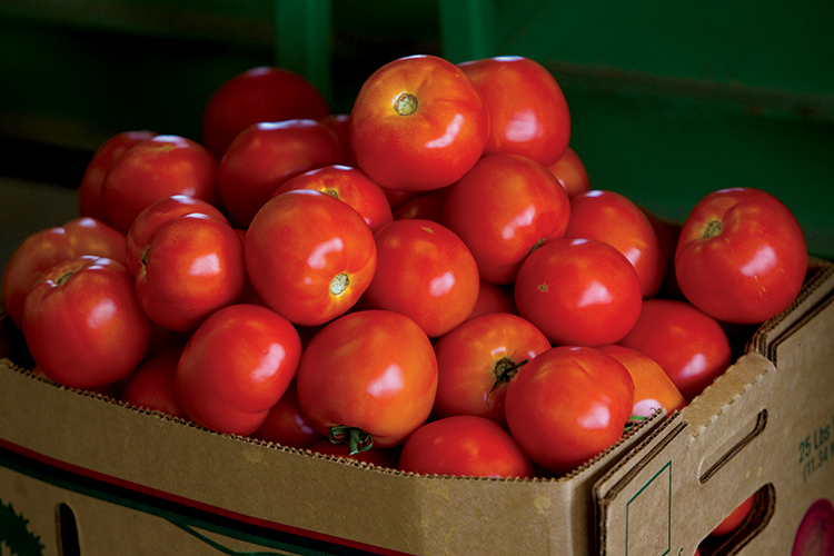 Triple M Farms Tomatoes- ONLY FOR USE IN ARKANSAS AGRICULTURE PUBLICATION