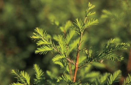 Baldcypress seedlings, which thrive in wetland environments and can live for more than 200 years, spend their first growing season at Baucum Nursery in North Little Rock.
