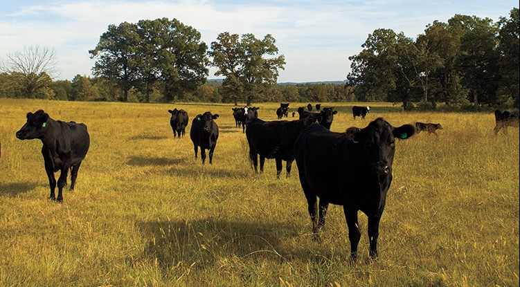 Redefining B2C (Beef-to-Consumer) - Farm Flavor