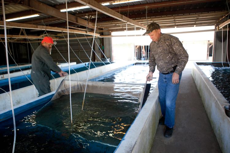 Arkansas Aquaculture