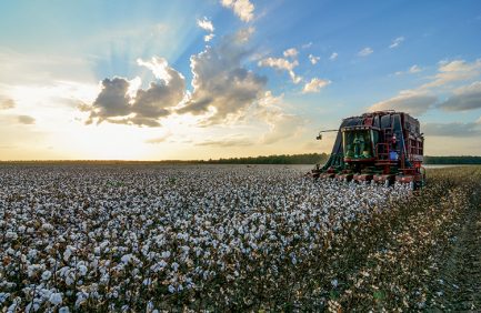 Mississippi export cotton