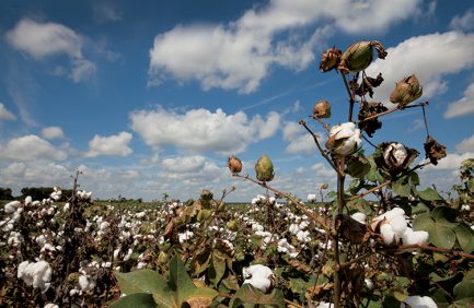 Cotton field in north Warren County off of Hwy. 3.