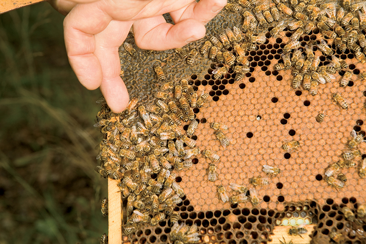 The Importance of the Queen Bee, Georgia Outdoors