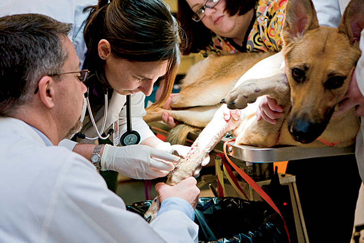 Oklahoma veterinary programs