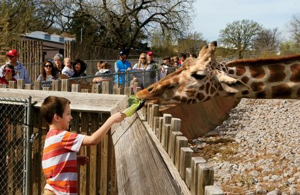Visitors have the opportunity to feed the giraffes.
