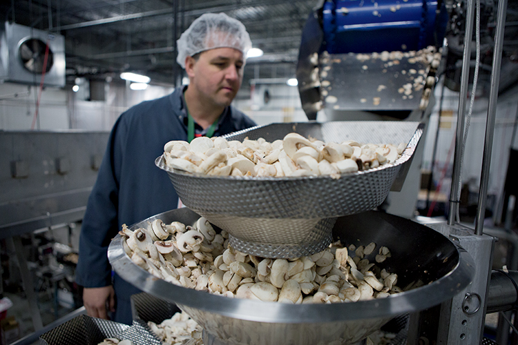 Mushrooms being sliced on the production floor.