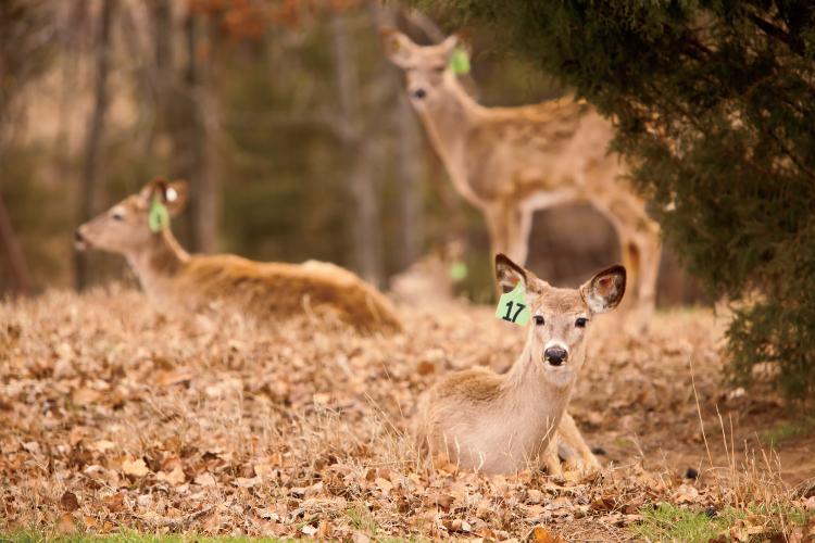 Deer Farms Produce Big Bucks for State - Farm Flavor