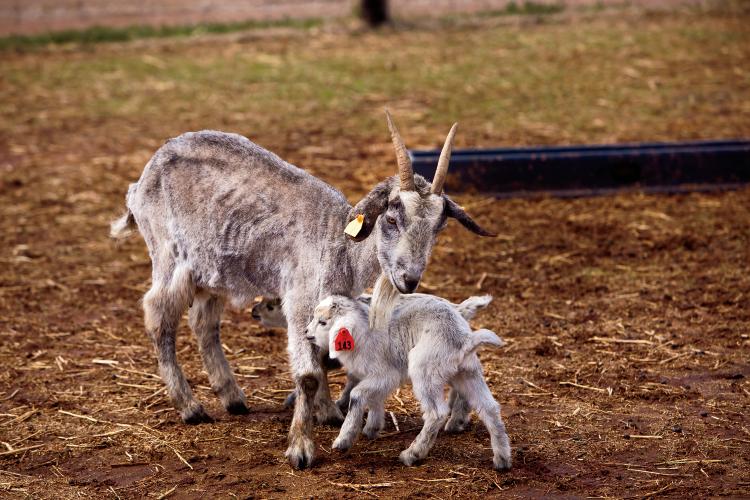 Langston Goat Program