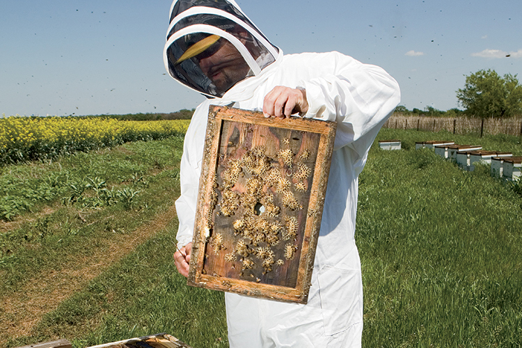 Kevin Andrews of Andrews Honey Bees with 