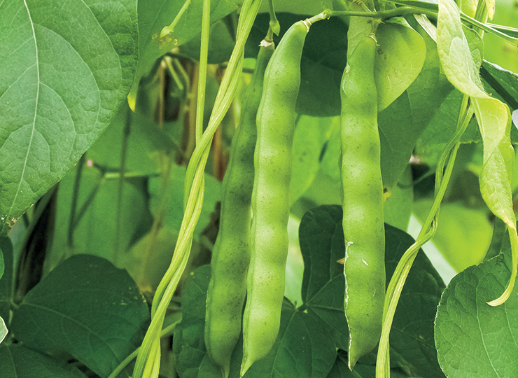 Dry Edible Beans-F4