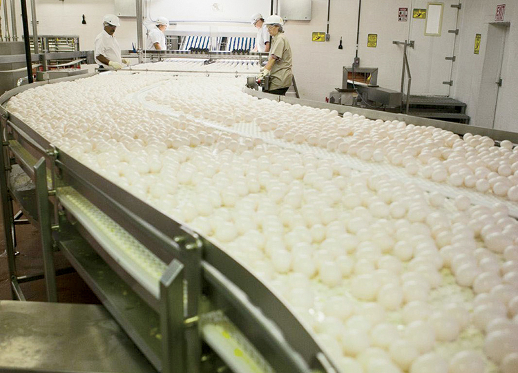 Michael Foods egg processing