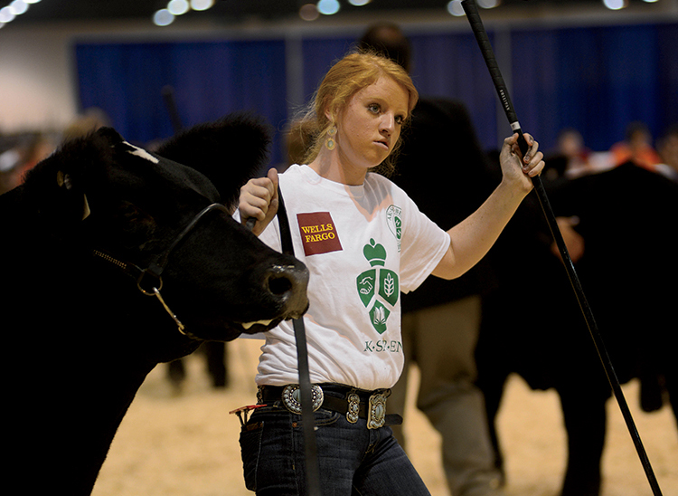 Nebraska 4-Her in cattle show