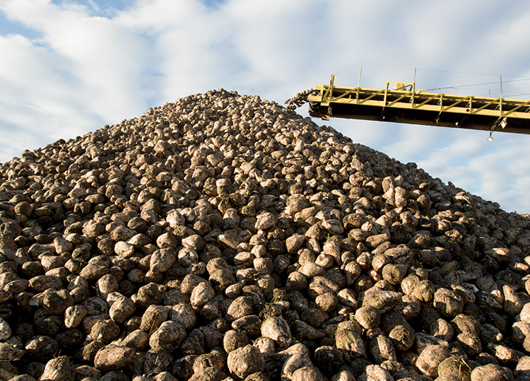 Pile of sugar beets, Nebraska