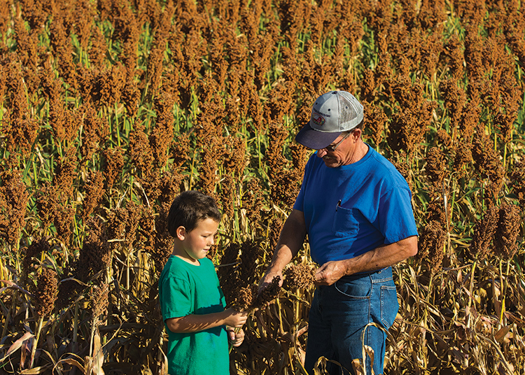 Dan Ladenburger spends time in his sorghum field with his grandson Scot, 6, in Stratton, Neb.