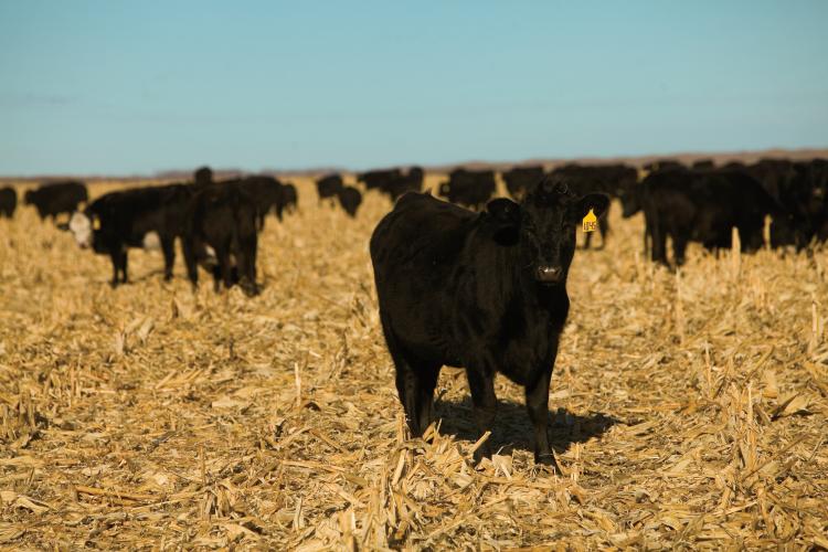 Nebraska Cattle