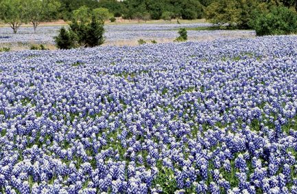 Texas horticulture
