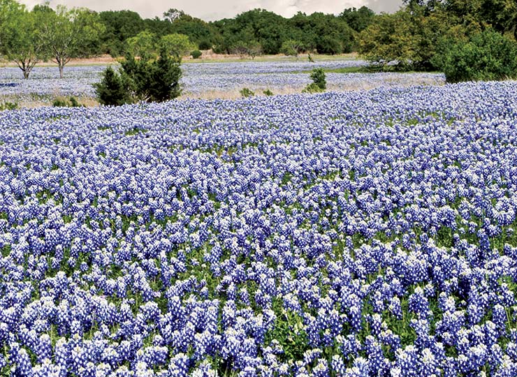 Texas horticulture
