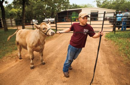 Cade Lehne of Fredericksburg is following in his older siblings’ footsteps by showing cattle.
