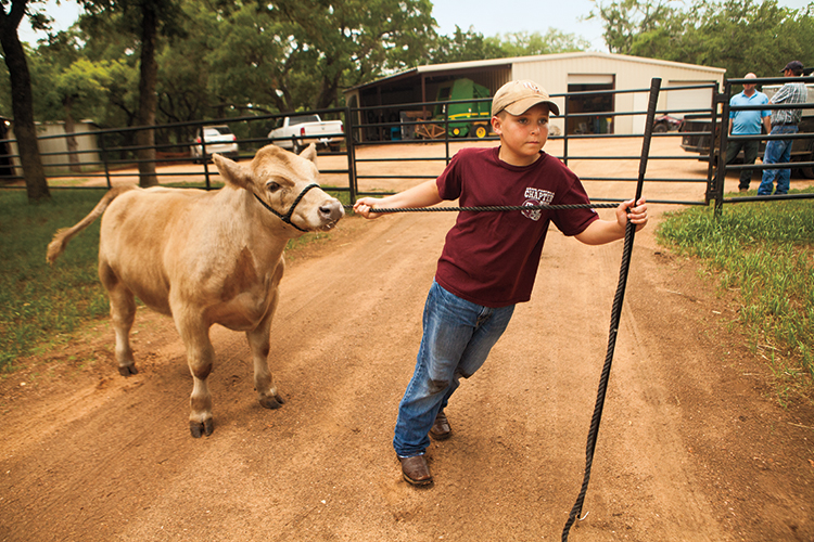 Cade Lehne of Fredericksburg is following in his older siblings’ footsteps by showing cattle.