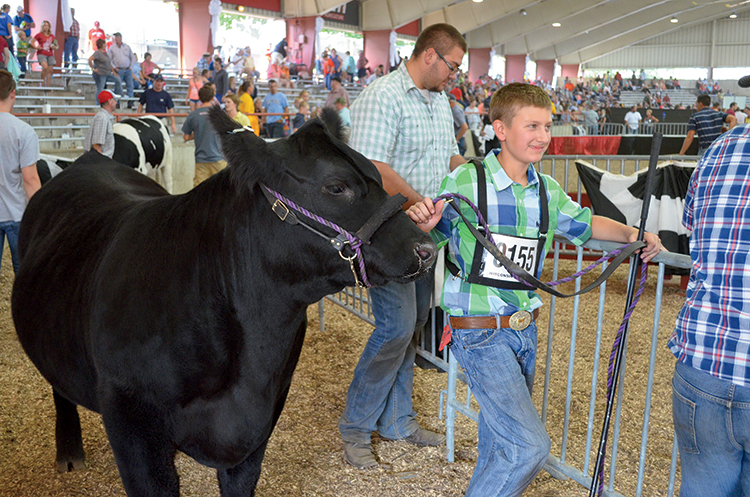 Competitors show livestock at the Wisconsin State Fair.