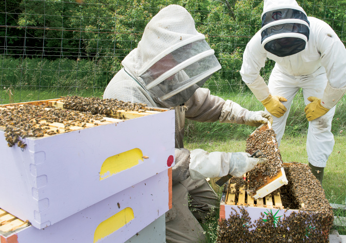 honeybee hive inspecting
