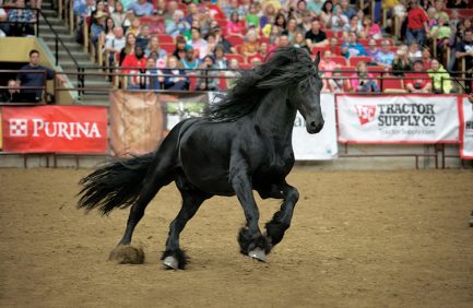 Six hundred horses representing 30 different breeds of all sizes and colors participated in this year’s Midwest Horse Fair.