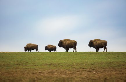Wisconsin Bison Farm Produces Tasty, Healthy Bison Meat