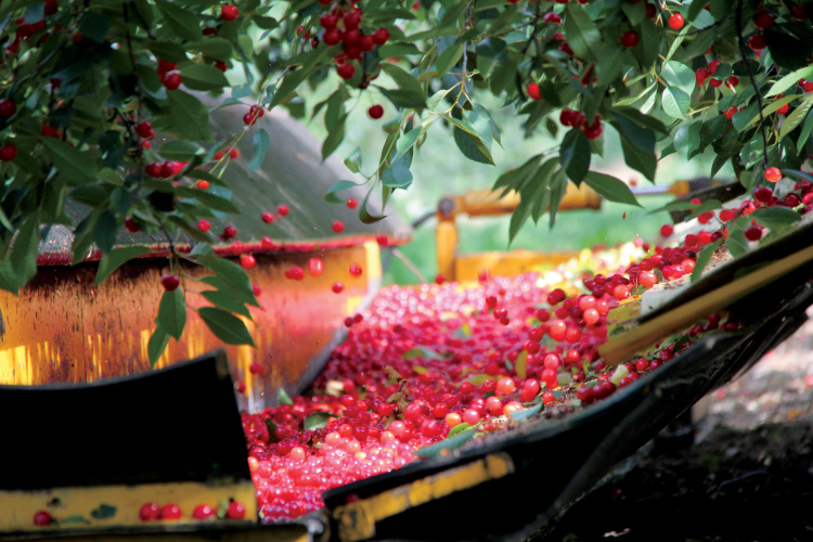 Wisconsin cherry farms