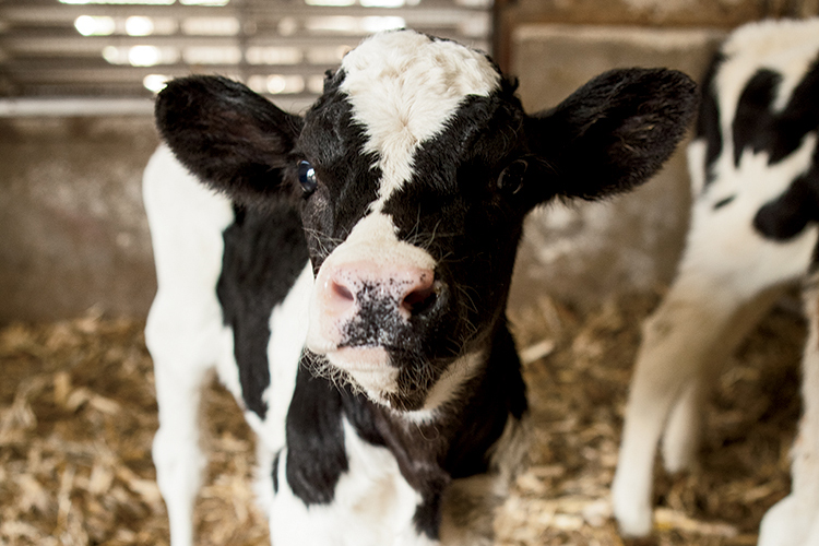 calf 30x20 Dairy Grant Program