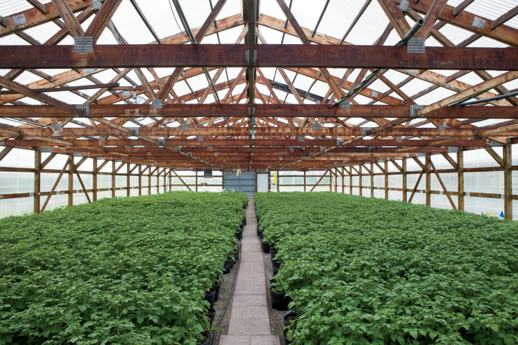 Connecticut Greenhouse Growers Association Cultivates HighQuality