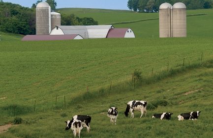 Dairy cattle graze on a farm in Lodi, Wisconsin.