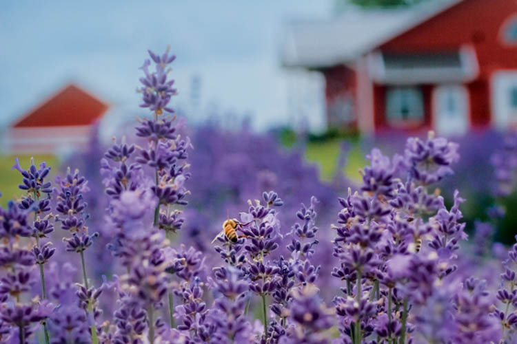 Wisconsin lavender farms